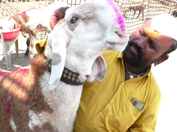 सहा फूट लांब, मोठा गळा, चंद्रकोरीसारखे नाक असा देखणा सोन्या केवळ दीड वर्षाच्या वयात मोदीप्रमाणे रुबाबदार दिसू लागला आहे.