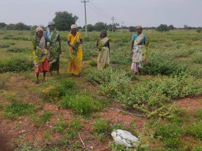 Karur: Over 10 agricultural laborers fainted in Karur quarry blast TNN வெடி வைத்ததில் விவசாய நிலத்தில் விழுந்த கற்கள் உயிர் தப்பிய விவசாயிகள்