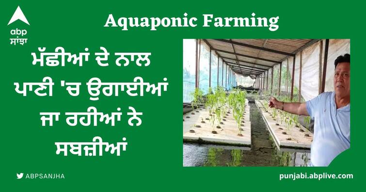 padma shri farmer sultan singh is doing aquaponic farming by growing vegetables in fishries water Aquaponic Farming: ਮੱਛੀਆਂ ਦੇ ਨਾਲ ਪਾਣੀ 'ਚ ਉਗਾਈਆਂ ਜਾ ਰਹੀਆਂ ਨੇ ਸਬਜ਼ੀਆਂ, ਪਦਮਸ਼੍ਰੀ ਕਿਸਾਨ ਦੇ Idea ਨੇ ਫਿਰ ਕੀਤਾ ਹੈਰਾਨ