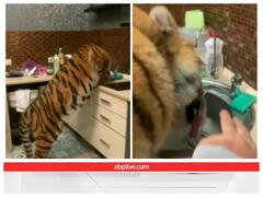 शख्स ने खूंखार बाघ को बनाया पालतू, बिल्ली की तरह नल से पी रहा पानी