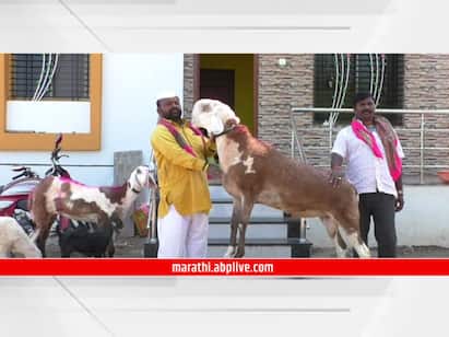 माडग्याळ जातीची तशी शेकडो मेंढ्या महाराष्ट्र आणि कर्नाटक भागात दिसतात. मात्र यातील जातिवंत मेंढे खूपच कमी आहेत.
