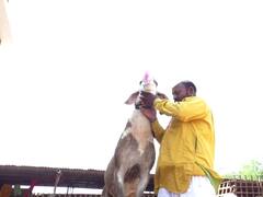 Sangola Sheep:   सांगोल्यातील मोदींचा मेंढा पुन्हा चर्चेत,  वर्षाला देतोय कोटभर रुपये