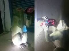 रायबरेली में बंदर की जुबां पर लगा शराब का चस्का, ग्राहकों से बोतल छीनकर छलकाता है जाम