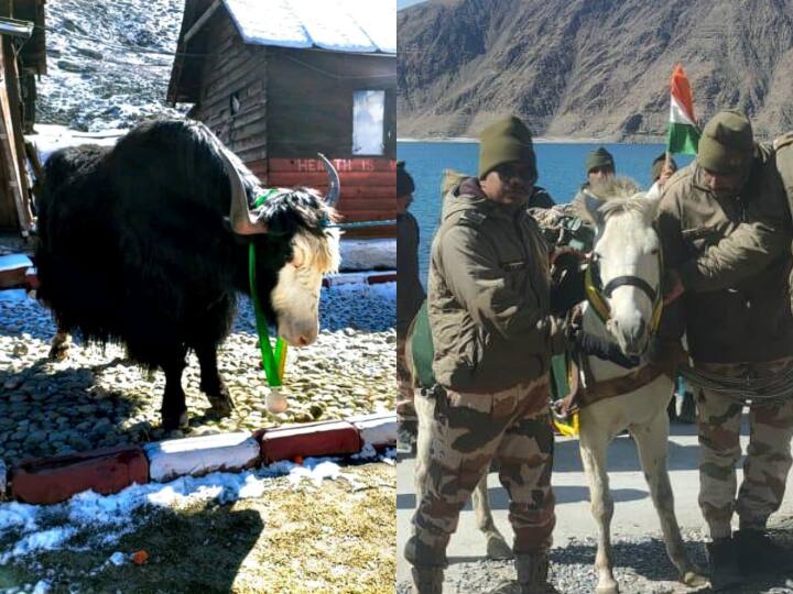 ITBP On LAC: एलएसी पर 'बाहुबली' और मधू को आईटीबीपी ने दिया सम्मान, 18 हजार फीट की आऊट पोस्ट पर पहुंचाए थे हथियार और रसद