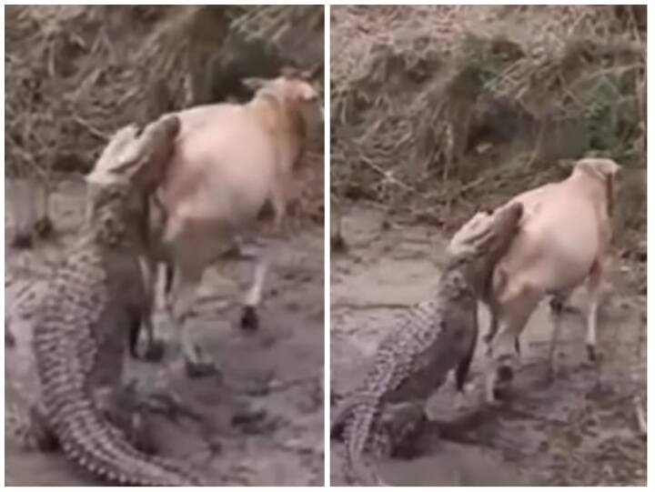 Creature caught by crocodile while crossing the river Video: गाय को अपना शिकार बनाने की कोशिश करते दिखा मगरमच्छ, हिम्मत से जीती जिंदगी की जंग