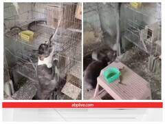 घर में घुसे सांप ने पक्षियों पर किया हमला, कुत्ते ने सिखाया सबक