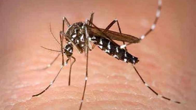 how-much-human-blood-does-a-mosquito-drink-at-one-go-what-happens-to-that-blood-know-the-details Mosquitos: એક વખતમાં કેટલું લોહી પીવે છે મચ્છર, આ લોહીનું શું થાય છે?