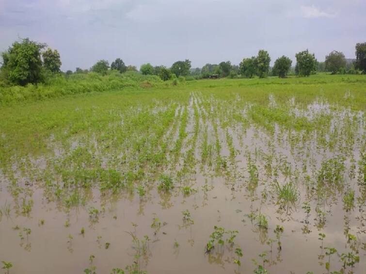 Maharashtra Agriculture news Demand for bribe from farmers to assess damage farm due to heavy rain Maharashtra news Agriculture News: नुकसानीचे पंचनामे करण्यासाठी शेतकऱ्यांकडून लाचेची मागणी; व्हिडिओ होतोय व्हायरल