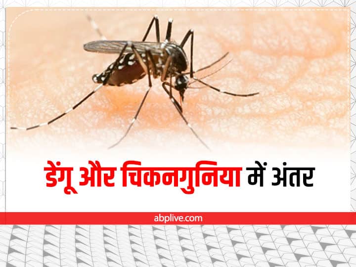 difference between dengue and chikungunya in Hindi Dengue and Chikungunya: डेंगू और चिकनगुनिया बुखार में क्या है अंतर? कैसे करें इनकी पहचान