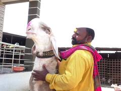 Sangola Sheep:   सांगोल्यातील मोदींचा मेंढा पुन्हा चर्चेत,  वर्षाला देतोय कोटभर रुपये