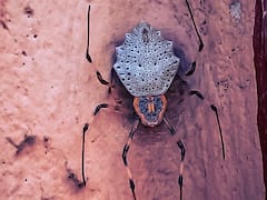 'सात रेंगने वाले ऐसे खौफनाक कीड़े, जिनसे डरने की जरूरत नहीं