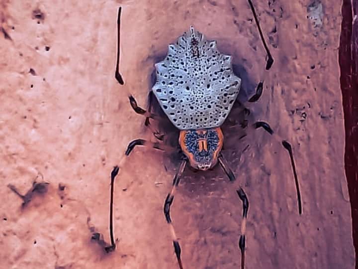An Australian Researcher Found In This world Seven creeping 'creepy bugs' you needn't be afraid of Odd News: 'सात रेंगने वाले ऐसे खौफनाक कीड़े, जिनसे डरने की जरूरत नहीं