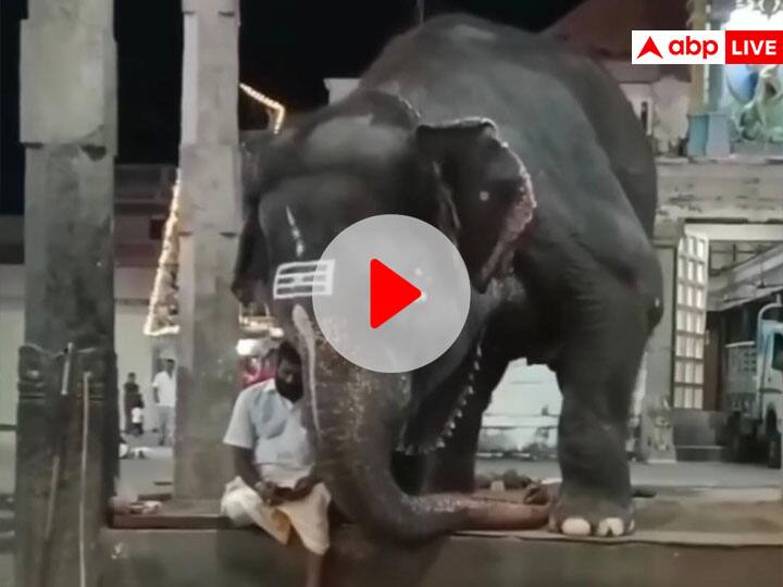 elephant tries to peek into his master mobile funny viral video महावत के मोबाइल में ताक-झांक करते दिखा हाथी, बहुत मजेदार है ये Video 