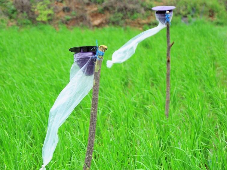 Breeding traps play an important role in crop protection in Thanjavur தஞ்சாவூர்: பயிர் பாதுகாப்பில் முக்கிய பங்கு வகிக்கும் இனக்கவர்ச்சி பொறிகள்!