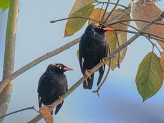 इंसानों की बोली की हूबहू नकल करने वाली छत्तीसगढ़ के इस पक्षी को बचाने की पहल, GPS सिस्टम से होगी नजरदारी