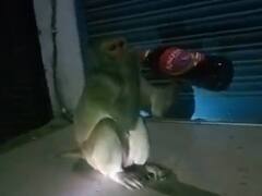 Viral Video: தினமும் திருடி திருடி பீர் குடிக்கும் குரங்கு...! மாவட்ட கலால்துறைக்கு பறந்த புகார்...!