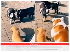 छोटे कुत्ते को डरा रही थी बकरी, बड़े भाई के आते ही पलट गई बाजी