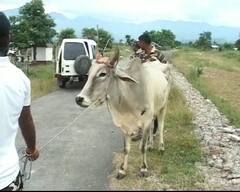 গরুপাচার মামলায় এবার CBI-র নজরে কলকাতার ৪টি সংস্থা