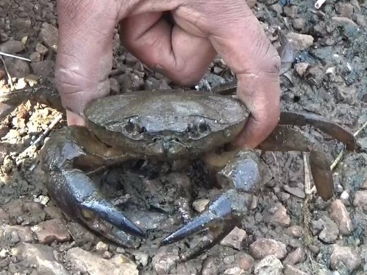 फक्त 9 महिन्यात विक्री लायक खेकडे तयार झाले आहेत. जवळपास 12 क्विंटल हून अधिक खेकडे या शेत तळ्यात विक्रीसाठी तयार आहेत. खेकड्याला आयुर्वेदिक महत्त्व मोठे असल्याने मागणी जास्त असते. 500 रुपये दर किलो प्रमाणे ह्या खेकड्याची विक्री होत आहे. यातून फक्त 9 महिन्यात 6 लाख रुपयांचे उत्पन्न झाले.