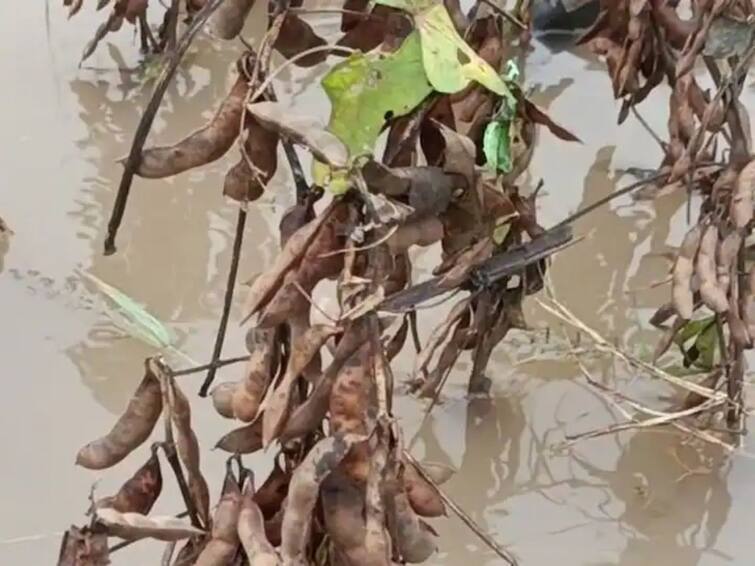 Soybeans on one and a half lakh hectares were damaged due to return rains in Nanded  नांदेडच्या शेतकऱ्यांना परतीच्या पावसाचा फडका, दीड लाख हेक्टरवरील सोयाबीन पाण्यात 