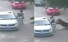 Viral Video: ਕਾਰ 'ਚ ਬੈਠ ਰਹੀ ਔਰਤ ਨੂੰ ਖਿੱਚ ਕੇ ਲੈ ਗਿਆ ਭੁੱਖਾ ਬਾਘ, ਕਮਜ਼ੋਰ ਦਿਲ ਵਾਲੇ ਨਾ ਦੇਖਣ ਵੀਡੀਓ