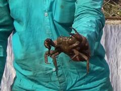 हिंगोलीच्या शेतकऱ्याची भन्नाट आयडिया, खेकडा पालनातून वर्षाला घेतोय 6 लाखांचे उत्पन्न