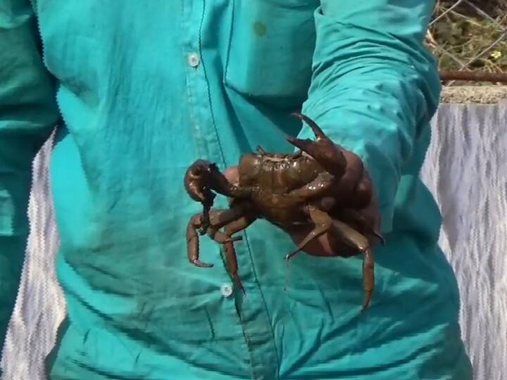 youtube वरून खेकडा पालनाची माहिती घेत हिंगोली जिल्ह्यातील बाबूळगाव येथील शेतकरी भारत जहराव यांनी स्वतःच्या शेतामध्ये वीस बाय पन्नास आणि आठ फूट खोल शेत तळे केलं.