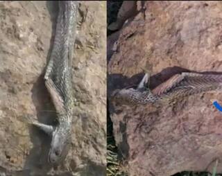 ਸੱਪ ਨੇ ਬੱਚੇ ਨੂੰ ਡੰਗਿਆ ਤਾਂ ਜਵਾਕ ਨੇ ਦੰਦਾਂ ਨਾਲ ਕੱਟ ਕੇ ਨਾਗ ਨੂੰ ਮਾਰ ਦਿੱਤਾ