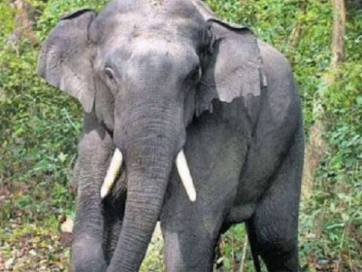 SurgujaChhattisgarh News Elephant created ruckus in Korea district, broke many houses, ruined the crop ann Surguja News: कोरिया जिले में हाथी का उत्पात, पिता-पुत्री को सूंड में लपेटकर पटका, फसल की बर्बाद