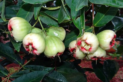 সুগার নিয়ন্ত্রণে রাখে, কমায় ডায়েরিয়া কমাতেও সহায়ক, জামরুলে রয়েছে আরও অনেক গুণ