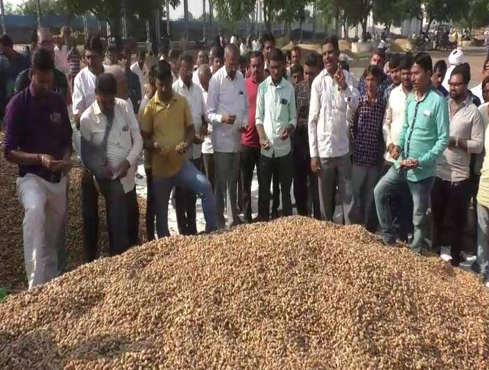 Gujarat Agriculture News:  Bumper income of groundnut in Savarkundla APMC know how much price offers Amreli:  સાવરકુંડલા માર્કેટિંગ યાર્ડમાં મગફળીની બંપર આવક, અમરેલી જિલ્લાના એક પણ સેન્ટર પર ટેકાના ભાવે નથી થયો ખરીદીનો પ્રારંભ