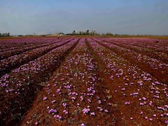 केसर की खेती से महक उठी घाटी, जम्मू-कश्मीर में केसर फेस्टिवल का आयोजन- किसानों ने बताई परेशानी