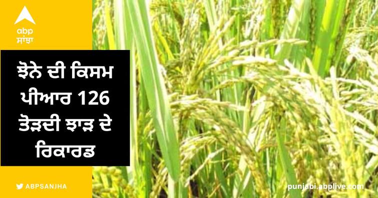 Paddy variety PR 126 breaks yield records Ludhiana News: ਝੋਨੇ ਦੀ ਕਿਸਮ ਪੀਆਰ 126 ਤੋੜਦੀ ਝਾੜ ਦੇ ਰਿਕਾਰਡ, ਯੂਨੀਵਰਸਿਟੀ ਨੇ ਦਿੱਤੀ ਹੁਣੇ ਬੀਜ ਦਾ ਪ੍ਰਬੰਧ ਕਰਨ ਦੀ ਸਲਾਹ