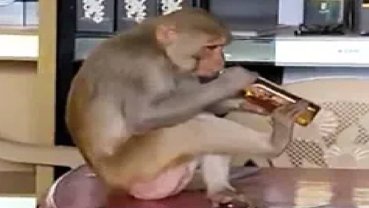 Monkey drinks liquor after snatching it from customers ਬਾਂਦਰ ਨੇ ਗਾਹਕਾਂ ਤੋਂ ਖੋਹ ਕੇ ਪੀਤੀ ਸ਼ਰਾਬ, ਲੋਕਾਂ ਨੇ ਕਿਹਾ...