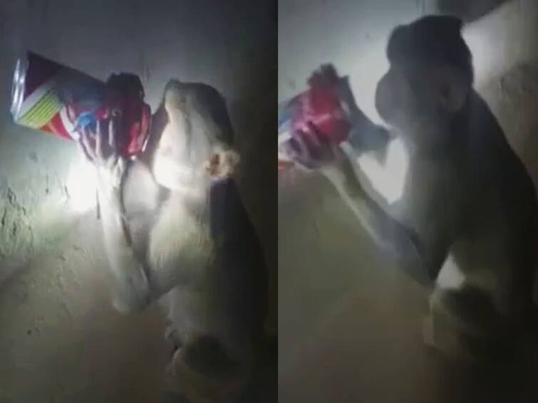 Monkey steals beer and is a menace for liquor shops In uttar pradesh Watch Video: “புகார் அளித்தும் பயனில்லை” - தாறுமாறா பீர் அடிக்கும் திருட்டு குரங்கு...