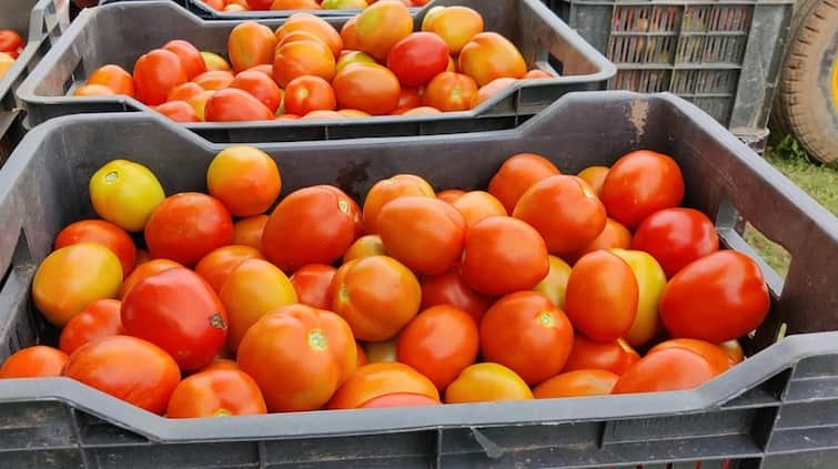 maharashtra news nashik news Tomato prices have fallen after Diwali in Nashik's girnare market Nashik Tomato Market : नाशिकच्या गिरणारे बाजारपेठेत दिवाळीनंतर टोमॅटोचे दर का घसरलेत? नेमके कारण काय?