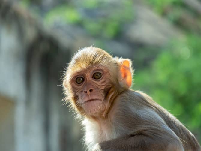 Alcohol Addicted Monkey Is A Menace For Liquor Shops In Uttar Pradesh's Rae  Bareli