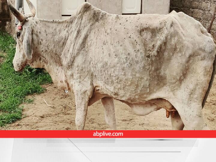 Maharashtra Buldhana Lumpy Skin Disease  entire state is highest in Buldhana 3993 cattle have died latest Update Lumpy Skin Disease : लम्पीमुळे संपूर्ण राज्यात जनावरे दगावण्याचं प्रमाण बुलढाण्यात सर्वाधिक, आतापर्यंत 3993 गुरे दगावली