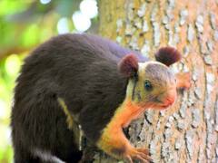 கொடைக்கானல் மலைப்பகுதியில் மலபார் அணில்கள் எண்ணிக்கை அதிகரிப்பு