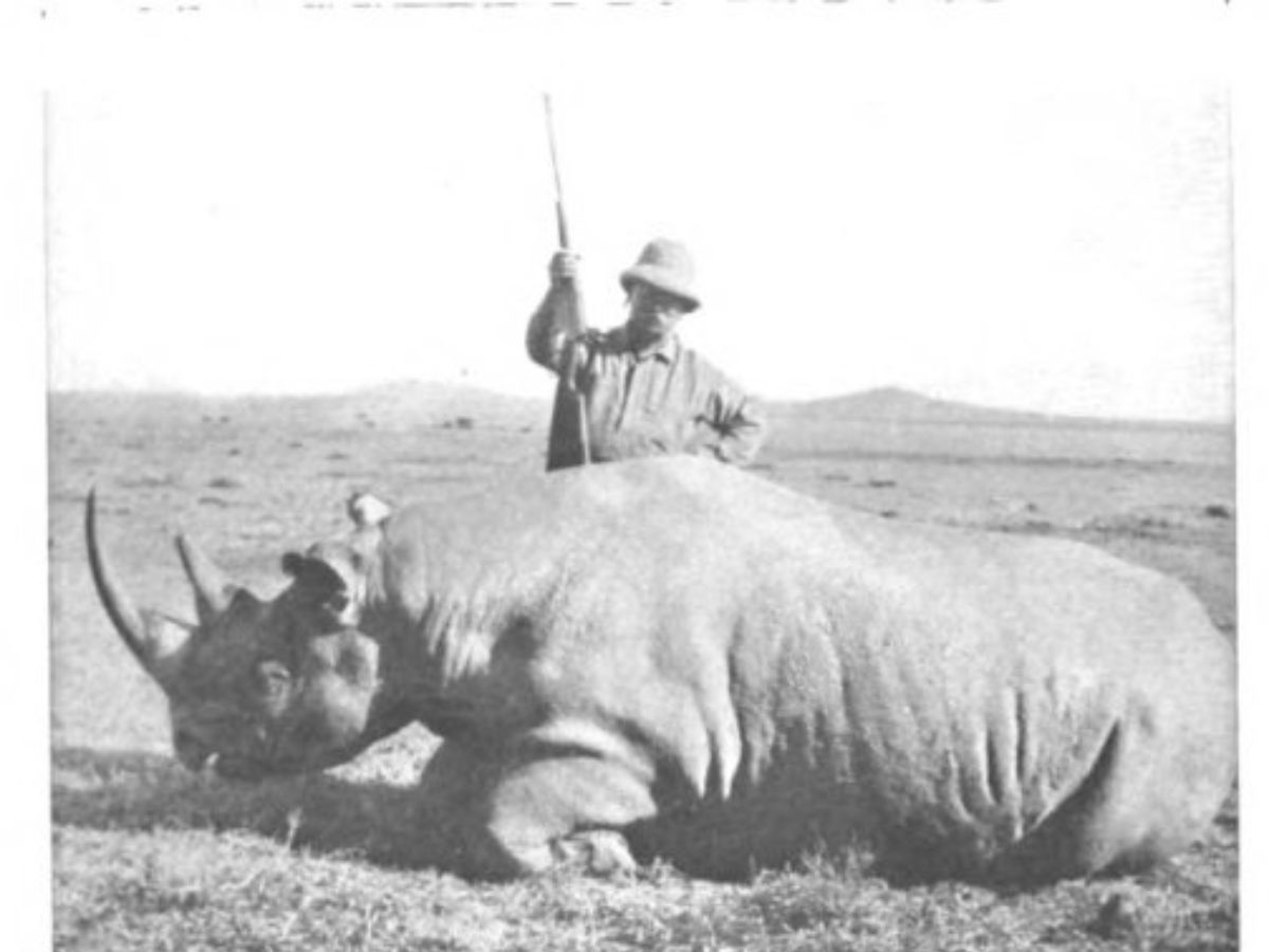 Rhino Horns Have Become Smaller Due To Continuous Hunting, Analysis Of ...