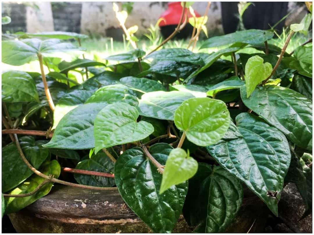 There are many health benefits of having a betel leaf plant at home ఇంట్లో తమలపాకు మొక్క ఉంటే ఆరోగ్యపరంగా ఎన్ని లాభాలో
