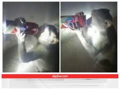 खुलेआम बीयर की बोतल गटक गया बंदर, जबरदस्ती शराब छीनकर पूरी करता है तलब