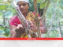 लाख की खेती से लाखों कमा रहीं झारखंड की महिलायें, इस वैज्ञानिक तकनीक से बदल गई जिंदगी