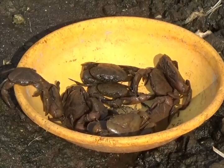 त्यात खेकडे पालन सुरू केलं. यावर्षी त्यांना सहा लाख रुपये उत्पादन मिळाले आहे.