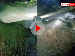 VIDEO: बिहार के सीवान में जब सामने आया 15 फीट का लंबा अजगर... कमजोर दिल वाले संभलकर देखें वीडियो!