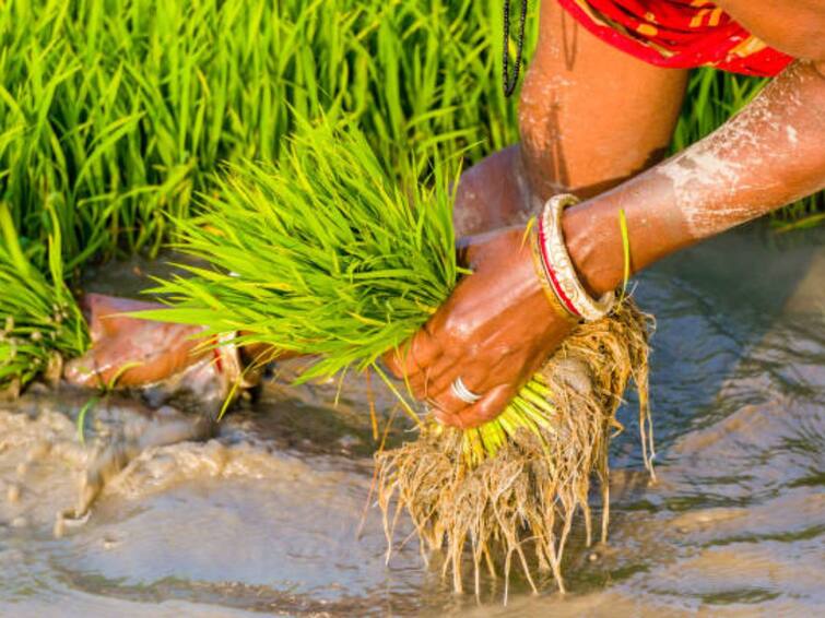 Govt's Paddy Procurement Rises 12 Per cent To 170.53 Lakh Tonnes Till October Govt's Paddy Procurement Rises 12 Per cent To 170.53 Lakh Tonnes Till October