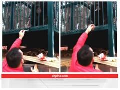 शराबी बंदर के बाद वायरल हो रहा चरसी चिम्पैंजी, मुंह में लगाई सिगरेट और फिर..