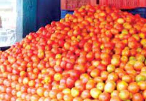 टोमॅटो उत्पादक शेतकऱ्यांना आर्थिक फटका