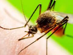 जबलपुर में पाया गया जापानी बुखार का संदिग्ध मरीज, मच गया हड़कंप, जांच के लिए पुणे भेजे गए सैंपल