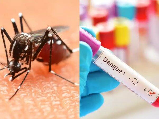 Dengue Fever: Why does platelets decrease when having dengue? What should be done so that it is not the turn to attack them? Dengue Fever : ਡੇਂਗੂ ਹੋਣ 'ਤੇ ਕਿਉਂ ਘੱਟ ਹੋ ਜਾਂਦੈ ਪਲੇਟਲੈਟਸ ? ਅਜਿਹਾ ਕੀ ਕਰੀਏ ਕਿ ਇਨ੍ਹਾਂ ਨੂੰ ਚੜਾਉਣ ਦਾ ਨਾ ਆਵੇ ਨੌਬਤ